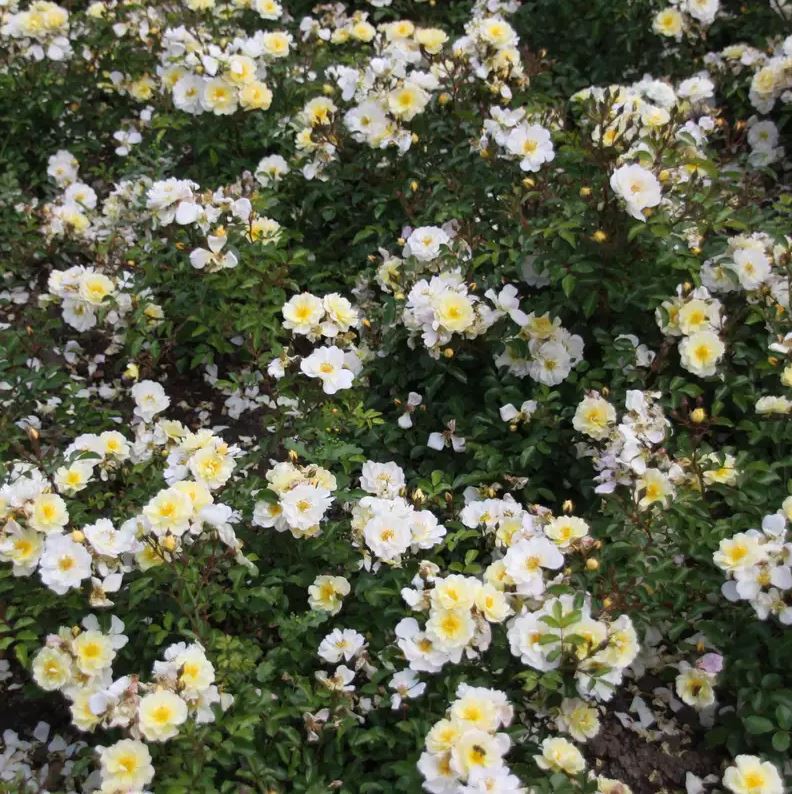 Rosa 'Ivory Meidiland'